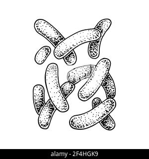 Batteri propionibacterium disegnati a mano. Buon microrganismo per la salute umana e la regolazione della digestione. Illustrazione vettoriale nello stile di schizzo Illustrazione Vettoriale