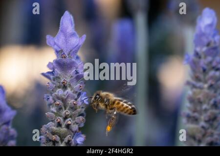 Abbaia gialla e nera in un giardino pieno di fiori di lavanda Foto Stock