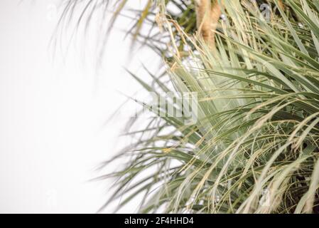 Sfondo verde dell'albero delle palme Foto Stock