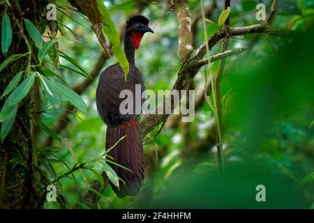 Guan crestato - Penelope purascens uccello crestato nero, antico gruppo di uccelli di Cracidae, trovato nei Neotropics, foreste delle pianure dal Messico An Foto Stock