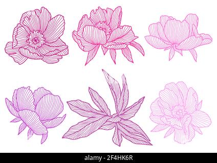 Set di peonie lineari. Bellissimi fiori decorativi estivi. Illustrazione Vettoriale
