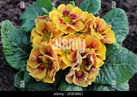 Primo piano di primula Marietta con rosetta di foglie intorno Fiori un polyanthus F1 bicolore che è un giallo e rosso primavera fiorente perenne duro Foto Stock