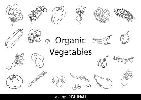 set lineare di verdure, doodle in bianco e nero, disegno a mano, illustrazione vettoriale Illustrazione Vettoriale