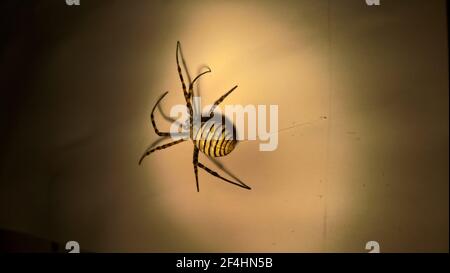 foto di primo piano del ragno in laboratorio Foto Stock