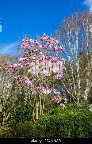 Rosa magnolia 'Caerhays Belle' albero fiorito in primavera di fronte a una betulla d'argento (Betula pendula) nel giardino RHS, Wisley, Surrey, Inghilterra sud-orientale Foto Stock