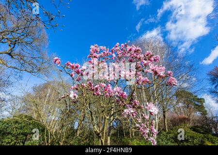 Rosa magnolia 'Caerhays Belle' albero fiorito in primavera di fronte a una betulla d'argento (Betula pendula) nel giardino RHS, Wisley, Surrey, Inghilterra sud-orientale Foto Stock