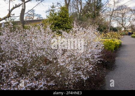 Prunus incisa Fuji ciliegia 'Kojo-no-mai' con delicati fiori bianchi fioriti in primavera in RHS Garden, Wisley, Surrey, Inghilterra sud-orientale Foto Stock