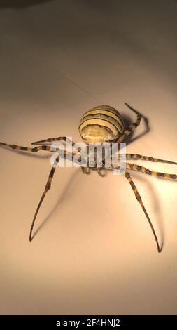 foto di primo piano del ragno in laboratorio Foto Stock