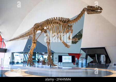 Scheletro di dinosauri in un museo con una coda lunga Foto Stock