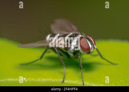 Zebra a righe con capelli spikey e occhi rossi Foto Stock