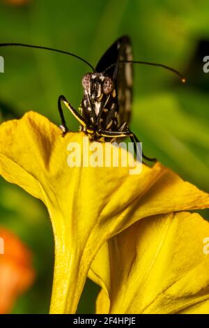 Farfalla di corvo poggiata su un fiore giallo con antenne appuntite Foto Stock