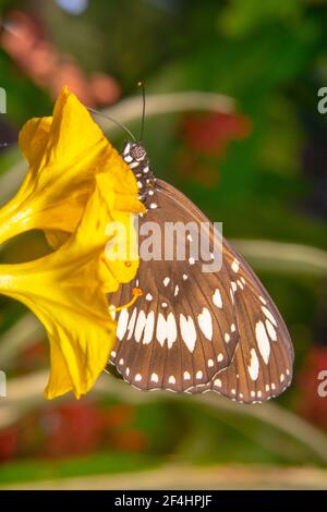 Ritratto di farfalla nera con macchie bianche che bevono nettare. Foto Stock