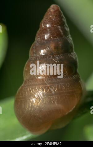 Conchiglia a spirale di una lumaca Foto Stock