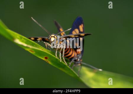 Tiger Moth si accoppia con le antenne puntose Foto Stock