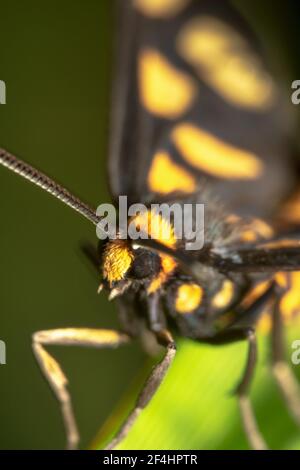 Primo piano della falda tigre con antenne frastagliate Foto Stock