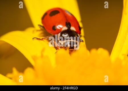 Rosso e nero macchia lady bug strisciando su un giallo petalo Foto Stock