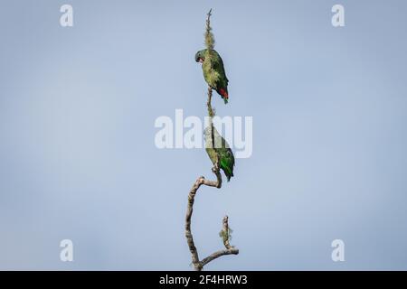 Un paio di bellissimi pappagalli verdi arroccati su un singolo ramo di albero sotto un cielo blu chiaro Foto Stock