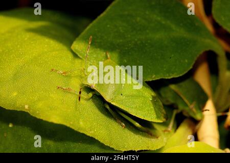 Scudo verde (Nezara viridula) adulto, instar e morfo leucaristico Foto Stock