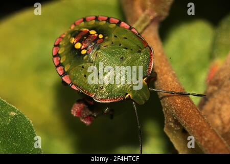 Scudo verde (Nezara viridula) adulto, instar e morfo leucaristico Foto Stock