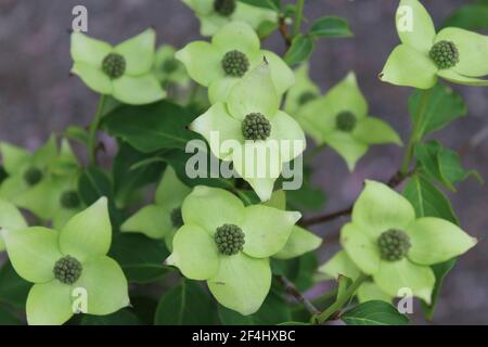 Cornus X Rutgersensis Foto Stock