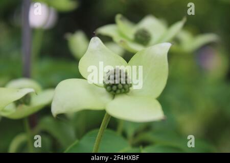 Cornus X Rutgersensis Foto Stock