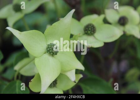 Cornus X Rutgersensis Foto Stock