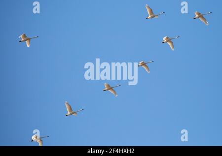 Tundra Swan (Cygnus columbianus) che migrano in una formazione a V con un cielo blu e uno spazio di copia, orizzontale Foto Stock