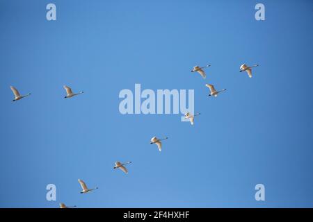 Tundra Swan (Cygnus columbianus) che migrano in una formazione a V con un cielo blu e uno spazio di copia, orizzontale Foto Stock