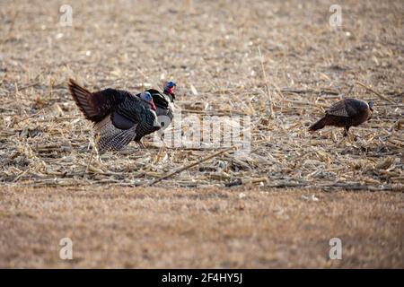 Wisconsin Wild Turchia orientale (meleagris gallopavo) nel rituale di courtship in primavera, orizzontale Foto Stock