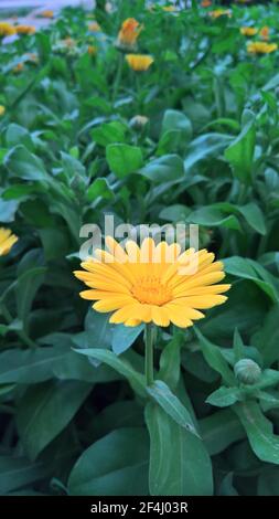 foto closeup di bel folwer giallo nel giardino Foto Stock