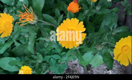 foto closeup di bel folwer giallo nel giardino Foto Stock