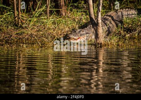 Un alligatore aperto si trova su una riva al largo della Turner River Road della Big Cypress National Preserve nelle Everglades della Florida. Foto Stock