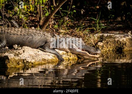 Un alligatore aperto si trova su una riva al largo della Turner River Road della Big Cypress National Preserve nelle Everglades della Florida. Foto Stock