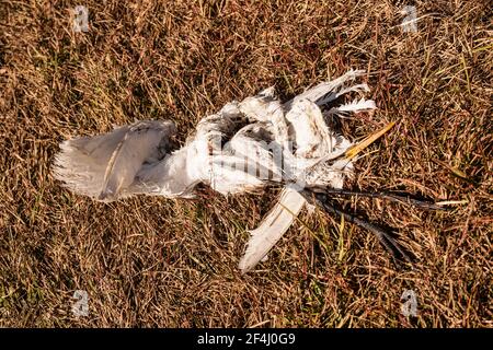 La carcassa di un egreto morto si trova sull'erba marrone invernale della Riserva Nazionale Big Cypress nelle Everglades della Florida. Foto Stock