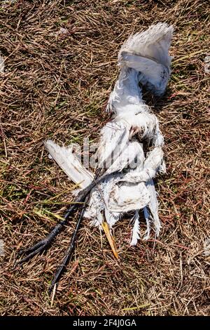 La carcassa di un egreto morto si trova sull'erba marrone invernale della Riserva Nazionale Big Cypress nelle Everglades della Florida. Foto Stock