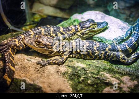 Alligatori per bambini in mostra al Seminole Tribe del Billie Swamp Safari della Florida. Foto Stock