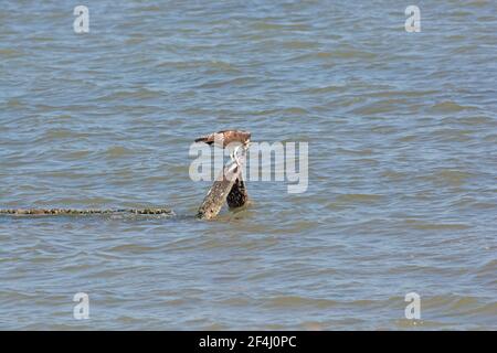 Osprey mangiare un pesce nella Laguna Atascosa Wildlife Refuge in Texas Foto Stock