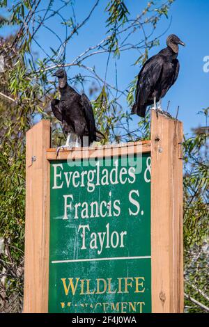 Un paio di avvoltoi neri perch sul segno per l'Everglades & Francis S. Taylor Wildlife Management Area su Alligator Alley, i-75, in Florida. Foto Stock