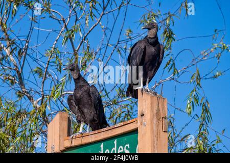 Un paio di avvoltoi neri perch sul segno per l'Everglades & Francis S. Taylor Wildlife Management Area su Alligator Alley, i-75, in Florida. Foto Stock