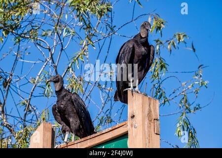 Un paio di avvoltoi neri perch sul segno per l'Everglades & Francis S. Taylor Wildlife Management Area su Alligator Alley, i-75, in Florida. Foto Stock