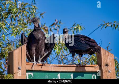 Un paio di avvoltoi neri perch sul segno per l'Everglades & Francis S. Taylor Wildlife Management Area su Alligator Alley, i-75, in Florida. Foto Stock