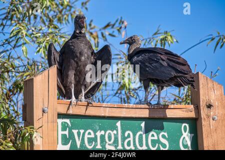 Un paio di avvoltoi neri perch sul segno per l'Everglades & Francis S. Taylor Wildlife Management Area su Alligator Alley, i-75, in Florida. Foto Stock