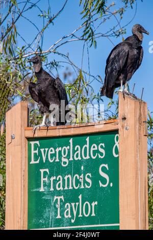 Un paio di avvoltoi neri perch sul segno per l'Everglades & Francis S. Taylor Wildlife Management Area su Alligator Alley, i-75, in Florida. Foto Stock