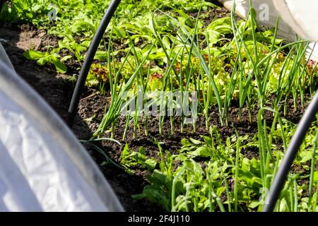 Defocalizzare l'orto. Cipolla, porro, aragula, spinaci, insalata, lattuga. Verdi, verde in casa ad arco solare. Agricoltura biologica, piantine che crescono in Foto Stock