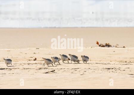 Gregge di uccelli del Plover sulla spiaggia. I piccoli uccelli (la dimensione di un passero) si nutrono di invertebrati nella linea da surf e nel rack. Giornata ventosa soleggiata sul bea Foto Stock