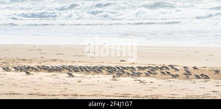 Gregge di uccelli amanti sulla spiaggia, vista panoramica. I piccoli uccelli (la dimensione di un passero) si nutrono di invertebrati nella linea da surf e nel rack. Stagcape A. Foto Stock