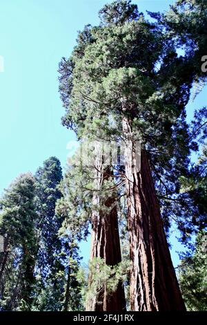 Giganteschi alberi di sequoia della California, Giant Redwood Tree Sequoia National Park Foto Stock