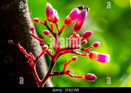 Closeup giovane Carambola o Star Fruit o Averrhoa Carambola su albero con fiori rosa con goccia d'acqua sulla luce naturale, fuoco selettivo. Foto Stock