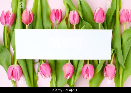 giacitura piatta a molla con foglio di carta e tulipani isolati in rosa. Foto Stock