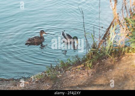 Gruppo di anatre mallard, maschio e femmina, galleggianti sull'acqua. Bellissima acqua verde-blu con riflessi del sole sullo sfondo. Tramonto sul lago Foto Stock